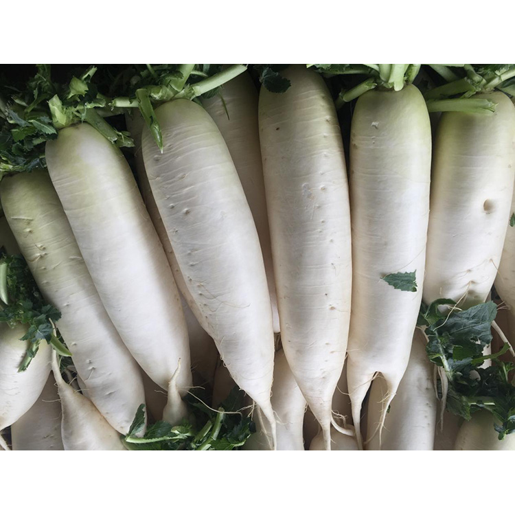 Arakatu New Crop Fresh Radish-en nutrizio-balioa immunitatea hobetzeko eta minbizi-zelulen hazkundea galarazteko